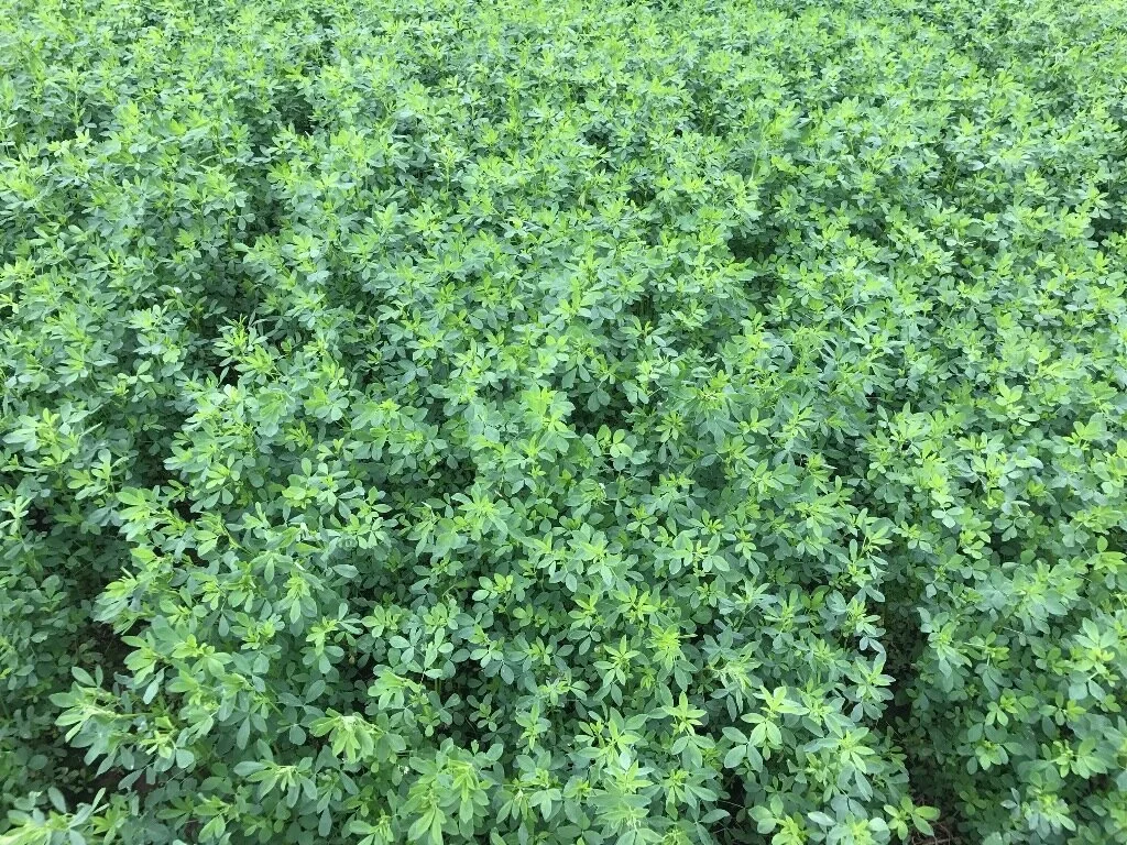 Enduro 423 AP - An alfalfa for your tougher ground — CISCO Farm Seed